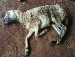 Diduga Terserang PMK, Kambing Milik Warga Sumedang Ini Mati Mendadak