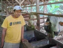 Peternak Menjerit, Wabah PMK Menurunkan Kepercayaan Masyarakat Membeli Hewan Qurban