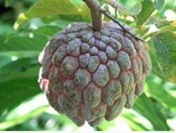 Dijuluki ‘Buah Surga’, Ternyata Kulit Kayu Hingga Akar Srikaya Berkhasiat Sekaligus Beracun