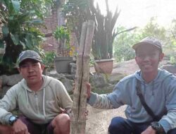 Menguak Keistimewaan Bambu Gapit Sambung Tunggal  Diyakini Ampuh Lawan Ilmu Hitam