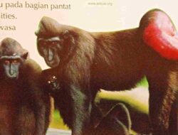 Mengenal Dari Dekat Yaki Si Hitam Berpantat Merah yang Terancam Punah