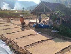 Kualitas Padi Membaik, Petani di Sumedang Sumringah Hasil  Panen Meningkat
