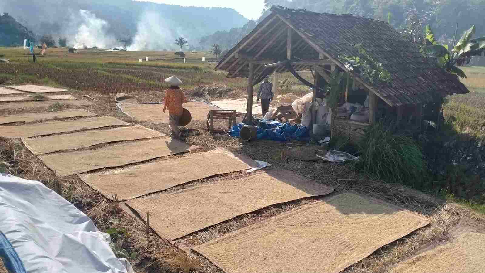 Hasil Panen Meningkat
