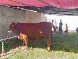 H-1 Jelang H-1 Idul Adha, Begini Persiapan Pemotongan Hewan Qurban di Masjid Agung Sumedang