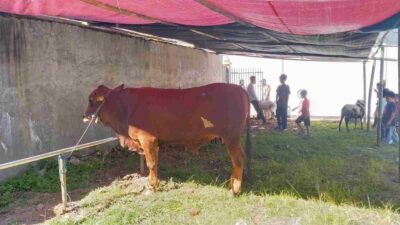 H-1 Jelang H-1 Idul Adha, Begini Persiapan Pemotongan Hewan Qurban di Masjid Agung Sumedang