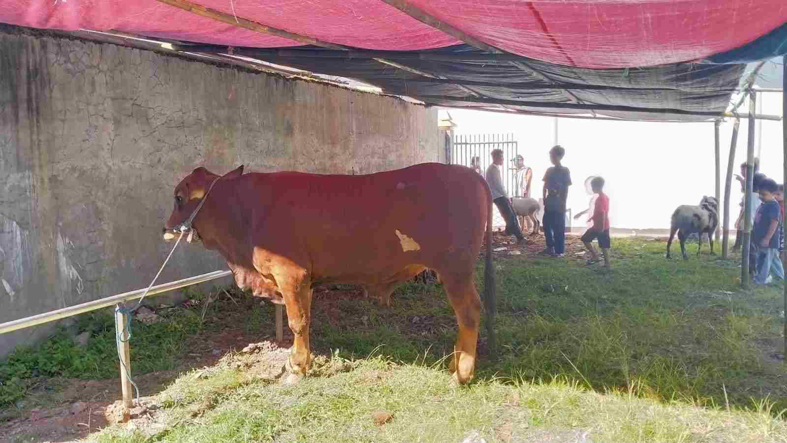 pemotongan hewan qurban