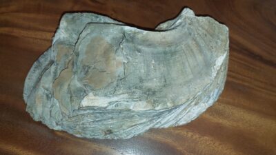 Fosil kerang laut purba