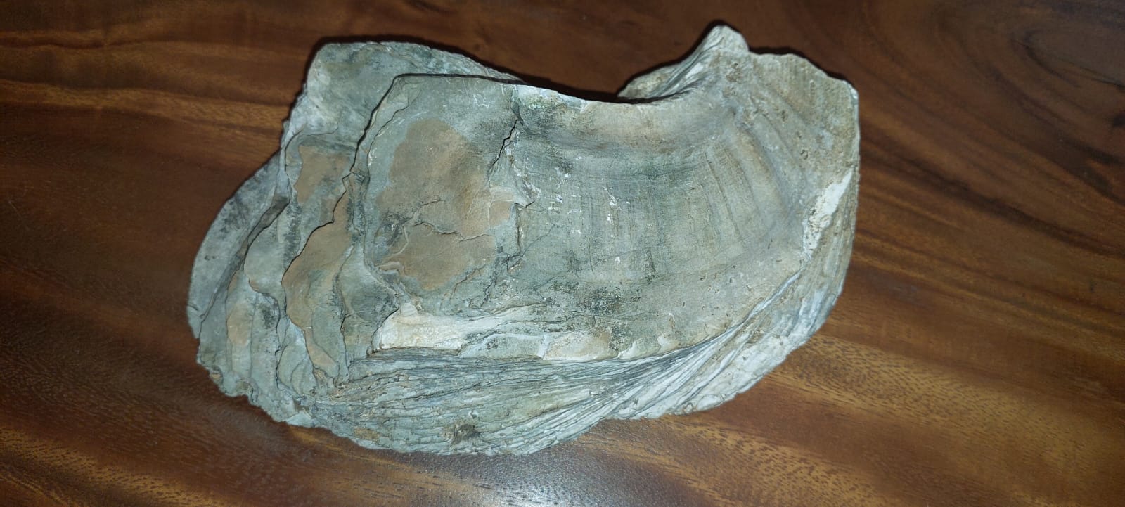 Fosil kerang laut purba