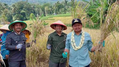 Produk Padi Organik Cikurubuk Sumedang Disebut Menjadi Role Model di Jawa Barat