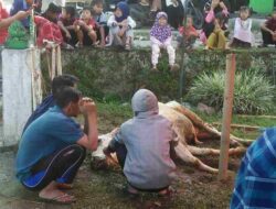 Belum Sempat Disembelih, Sapi Kurban Milik Warga Cihanjuang Sumedang ini Malah Mati
