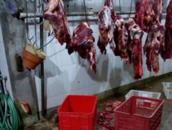 Harga Daging Sapi Pasca Idul Adha Turun 10 Ribu