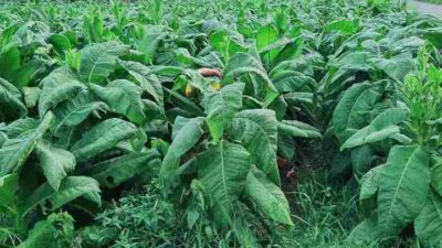 62 Kelompok Tani Tembakau di Sumedang Akan Mendapat Bantuan Alat Mesin Pertanian dan Sapras