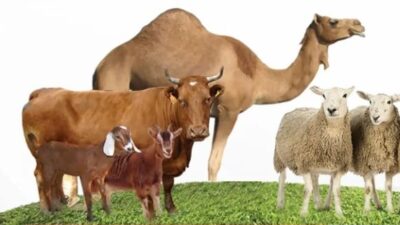 Wajib Tahu, Ini Hukum Qurban Kolektif 1 Sapi Untuk 7 Orang
