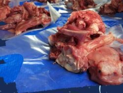 Bagaimana Hukum Menjual Tulang Atau Daging Kurban? Berikut Penjelasannya