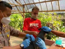 Meriahkan HUT RI ke-77, Barantan Bandung Gelar Vaksinasi Rabies Gratis