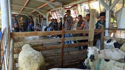 Tunjang Ketahanan Pangan Warga, Pemdes Sukatali Sumedang Salurkan Bantuan Puluhan Domba