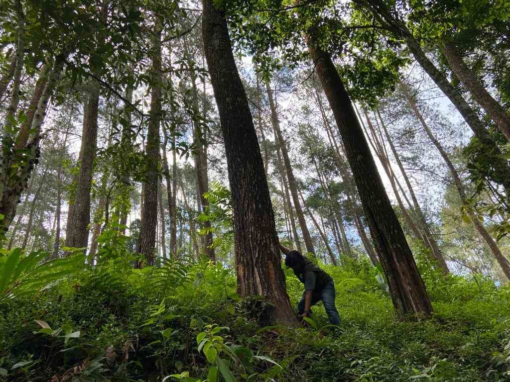 Penyadap Getah Tunggu Kejelasan PKS