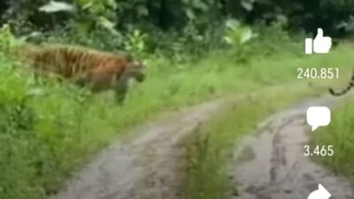 Viral, Postingan Netizen Ada Dua Harimau Berkeliaran di Bumi Kirpay