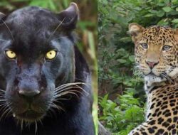 Sempat Viral di Cimanggung Sumedang, Ini Perbedaan Macan Kumbang dan Macan Tutul