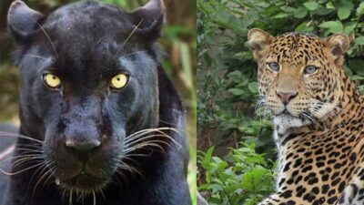 Macan Kumbang dan Macan Tutul