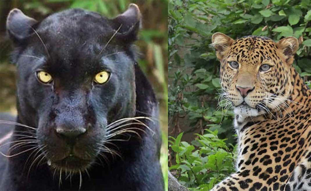 Macan Kumbang dan Macan Tutul