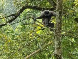 Sepasang Owa Jawa Dilepasliarkan di Cagar Alam Gunung Tilu Pangalengan