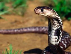 Jelang Musim Hujan, Waspada Masanya Ular Berkembang Biak