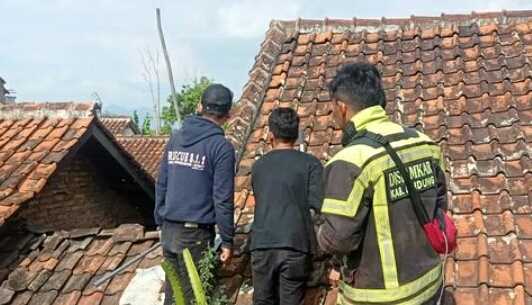 Korban Amukan Monyet ekor panjang