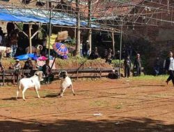 Kabupaten Bandung Jadi Tuan Rumah Lomba Ketangkasan Domba Garut