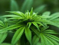 2 Penyalahguna Narkotika Diamankan Polisi, Tanam Biji Ganja untuk Diperbanyak
