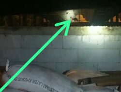 Sebelum Serang Petani di Sumedang, Macan Kumbang Serupa Pernah Berkeliaran di Desa Tanjungwangi