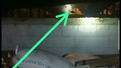 Sebelum Serang Petani di Sumedang, Macan Kumbang Serupa Pernah Berkeliaran di Desa Tanjungwangi