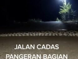 Heboh Penampakan Ular Piton Besar di Jalan Cadas Pangeran Sumedang, Ini Faktanya