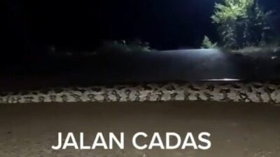 Heboh Penampakan Ular Piton Besar di Jalan Cadas Pangeran Sumedang, Ini Faktanya