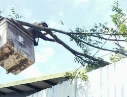Rawan Tumbang, 2.532 Pohon di Bandung Telah Dipangkas
