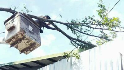Rawan Tumbang, 2.532 Pohon di Bandung Telah Dipangkas