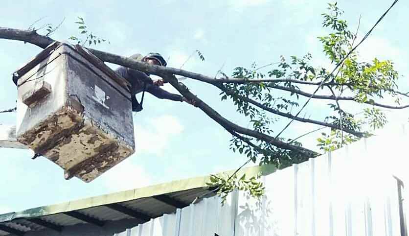 rawan pohon tumbang di Bandung