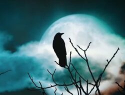 Disebut Dalam Al-Quran, Burung Gagak Ternyata Bukan Burung Biasa, Simak Kisahnya