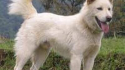 Kisah Qithmir, Anjing Penjaga 7 Pemuda di Surat Al-Kahfi yang Dipercaya Masuk Surga