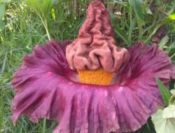 Tumbuh Subur di Kebun, Penampakan Bunga Bangkai Hebohkan Warga Sumedang