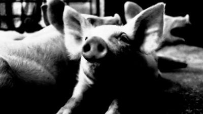 Babi Ngepet di Sumedang