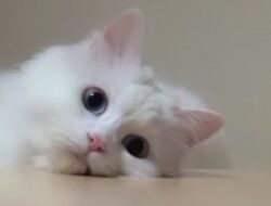 Muezza, Kucing Kesayangan Nabi Muhammad SAW, Begini Keistimewaannya