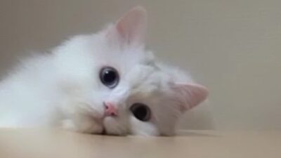 Muezza Kucing Rasulullah