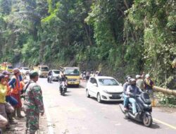 Pohon Tumbang Kembali Terjadi di Cadas Pangeran Sumedang