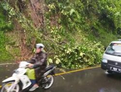 Pohon Tumbang Timpa Sebagian Jalan di Cadas Pangeran Sumedang
