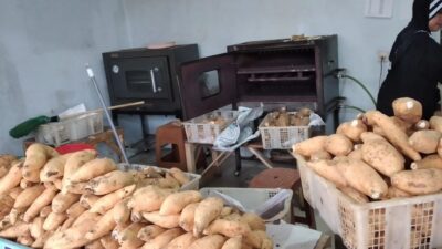 Omzet Ubi Cilembu