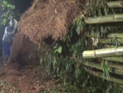 Hujan Deras Disertai Angin Kencang, Rumpun Bambu Tumbang Timpa Rumah di Sumedang