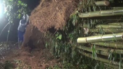 Hujan Deras Disertai Angin Kencang, Rumpun Bambu Tumbang Timpa Rumah di Sumedang