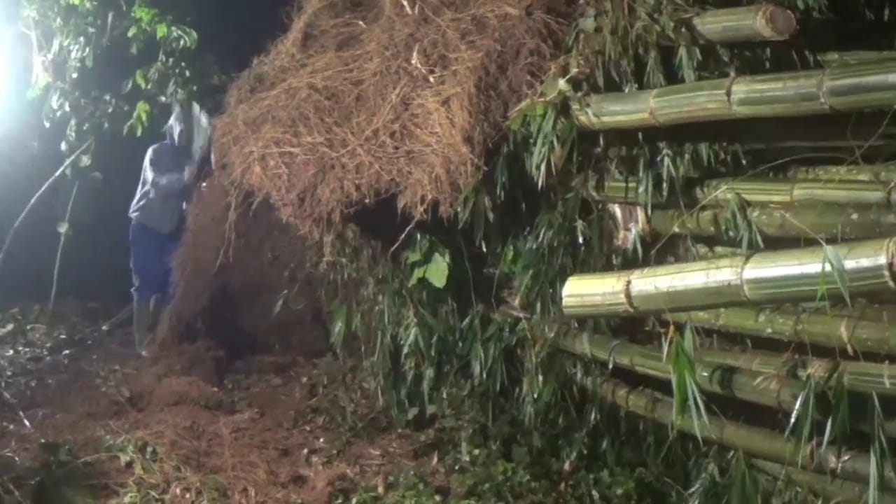 Rumpun Bambu Tumbang