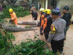 Selain Banjir, Hujan Deras Sebabkan Pohon Besar Tumbang di Cihanjuang Sumedang